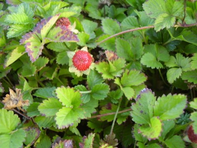 дюшенея индийская (Dushesnea indica)_(Rosaceae) розоцветные.JPG